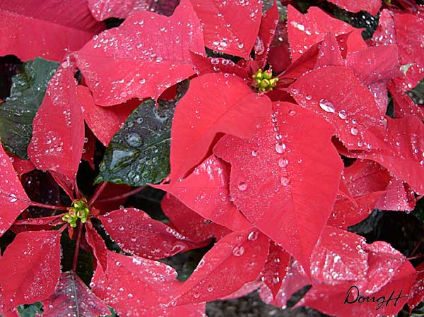Poinsettia Shrub