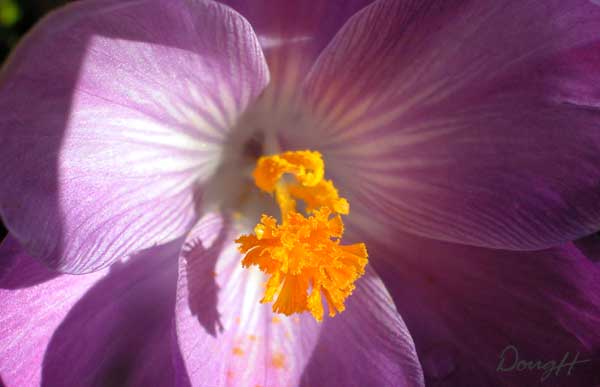 Purple Crocus and Shadow