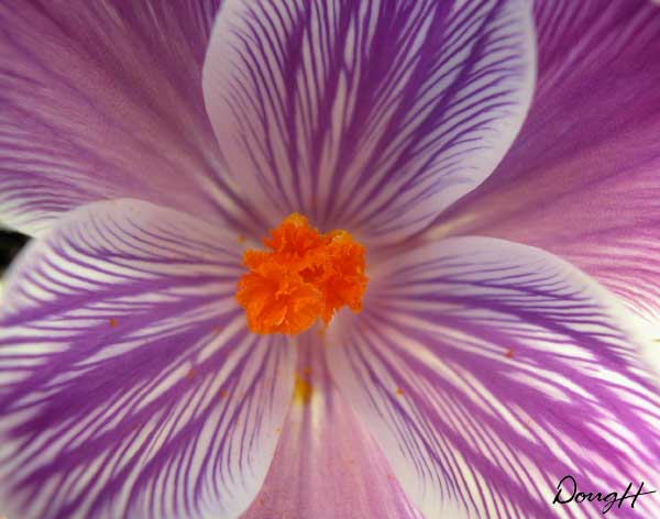Purple Crocus
