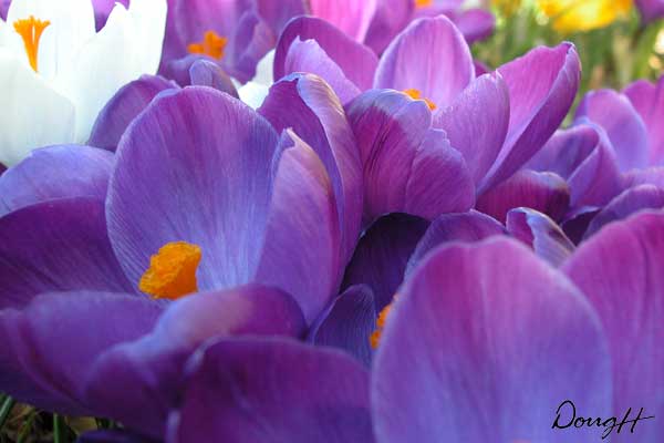 Purple and White Crocus
