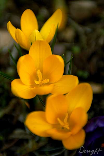 Three Yellow Crocus