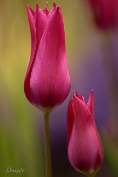 Two Red Tulips