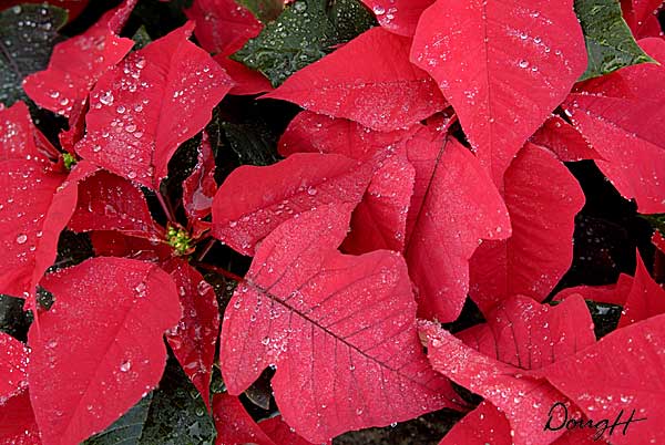 Wet Poinsettia