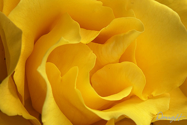 Yellow Rose