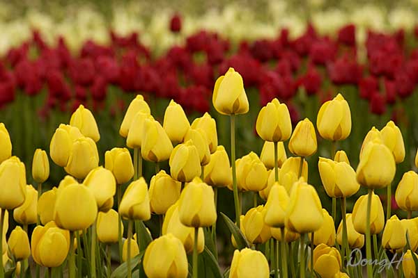 Yellow Tulips