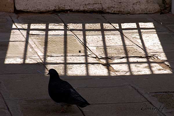 Pigeon Behind Bars